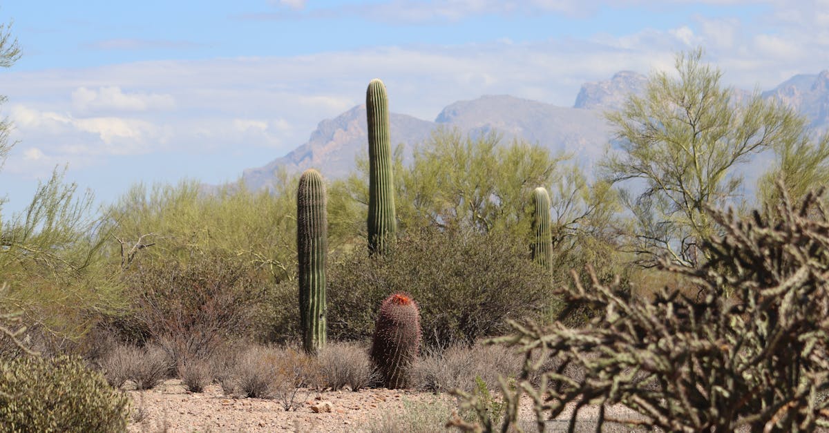 Carondelet Health Network Is For-Profit: Tucson's Most Confusing PSLF Trap (Tenet → Ascension → Tenet Again)